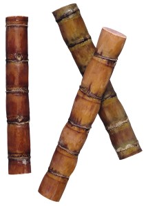 Sugar cane