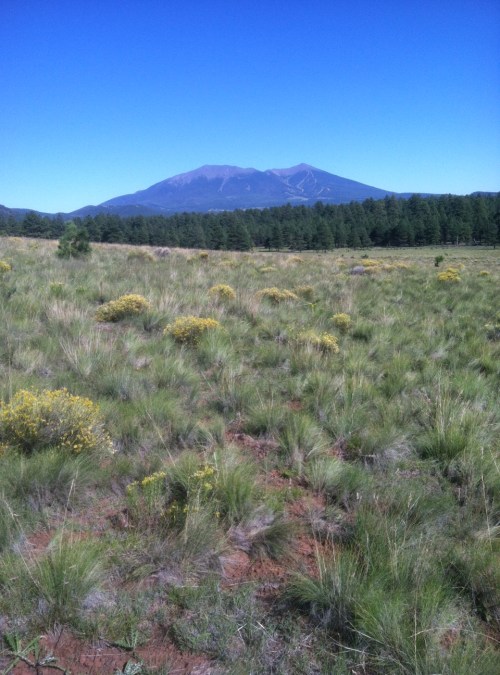 Mount Humphries on the horizon is highest point in Arizona, 12,633 ft above sea level. High and cold.