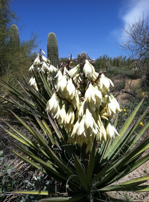 Steve Parker MD, Arizona, Sonoran desert