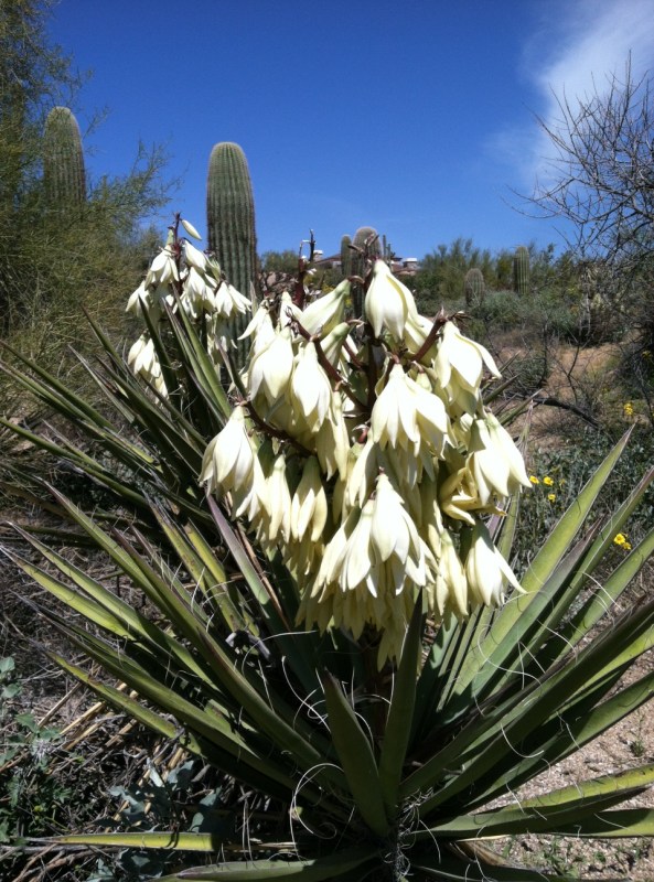 Steve Parker MD, Arizona, Sonoran desert
