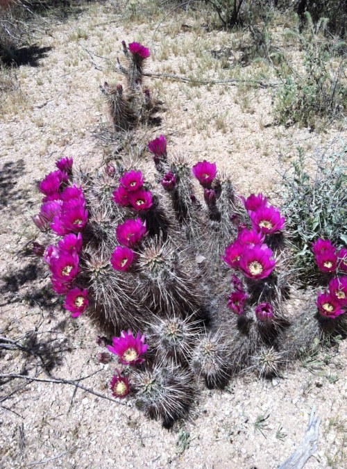 Steve Parker MD, Sonoran desert, Arizona