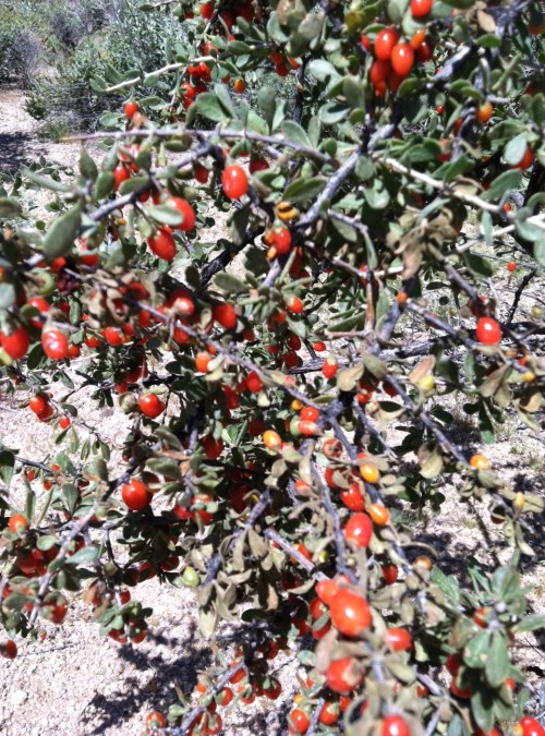 Arizpona, Sonoran desert, wolfberry , Steve Parker MD