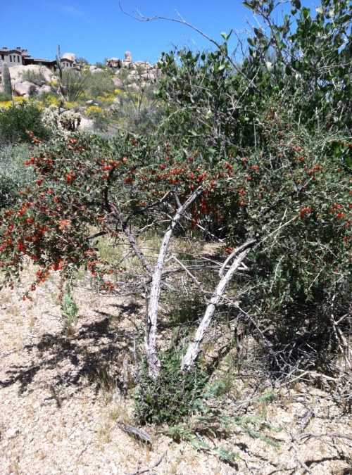 Steve Parker MD, Sonoran desert, wolfberry bush, Arizona