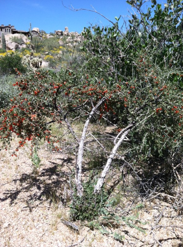 Steve Parker MD, Sonoran desert, wolfberry bush, Arizona