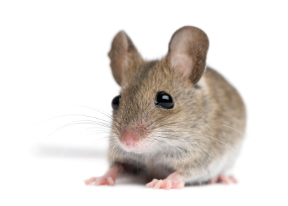 Don't assume mouse physiology is the same as human's