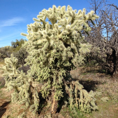 Cholla cactus
