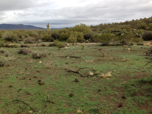Corral Trail: This is so green only because of the recent rain