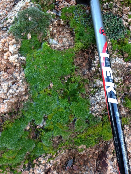 This moss is growing on the north (shaded) side of a rock since we head a good soaking rain a week ago
