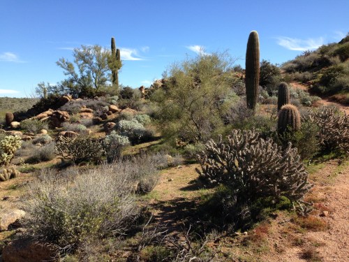 Typical Sonoran Desert flora on the gently rolling terrain of the first two miles