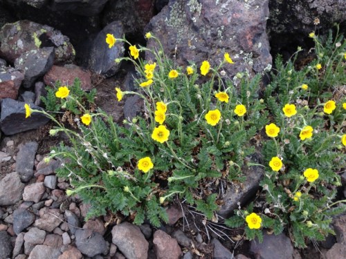 This San Francisco Peaks groundsel is only found on this mountain. It's a tundra plant.