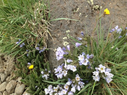 Another alpine tundra flowering plant